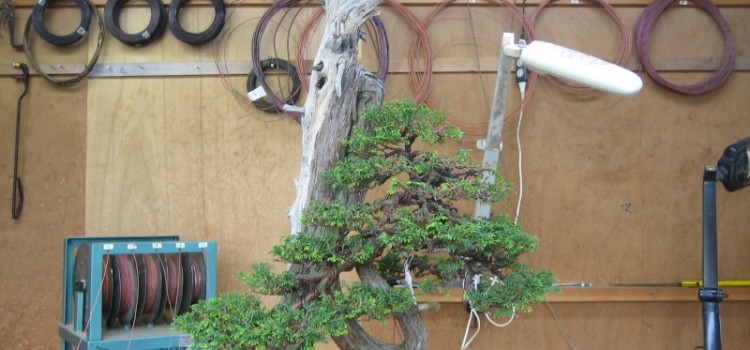 thuja