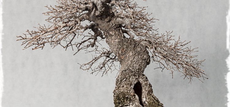 ulmus minor moyogui