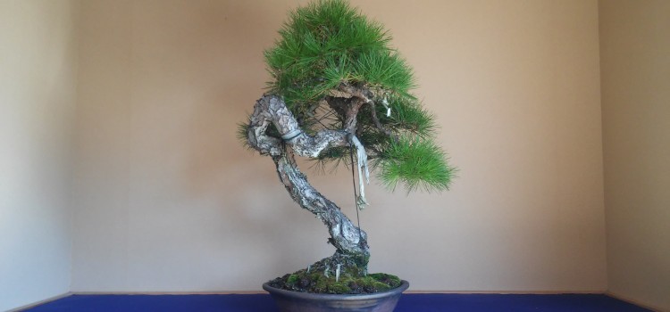 jibun no akamatsu
