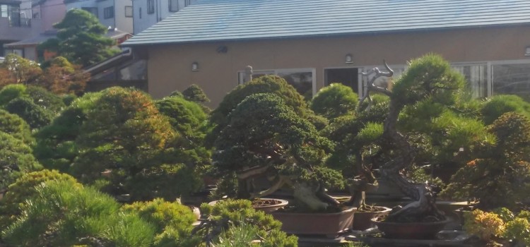 nihon e kaerimasu