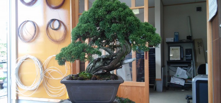 hokai sempai