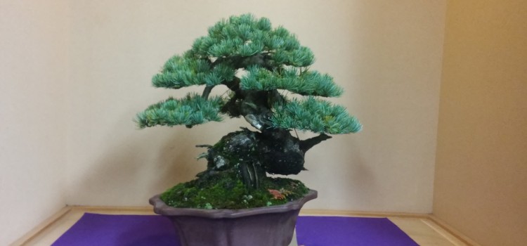 Goyomatsu Jibun
