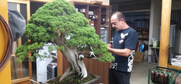 kyodai