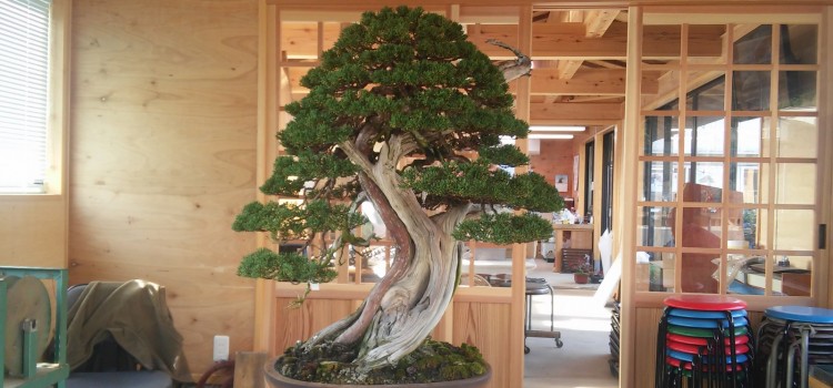 yawarakai