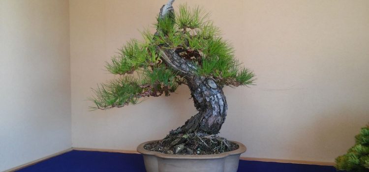 kaizen-ki