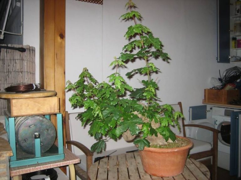 Acer Campestris Han Kengai