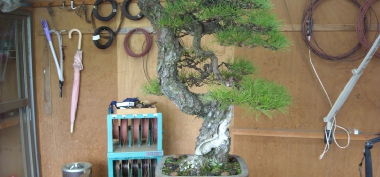 kuromatsu o mekiri