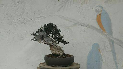 Abara
