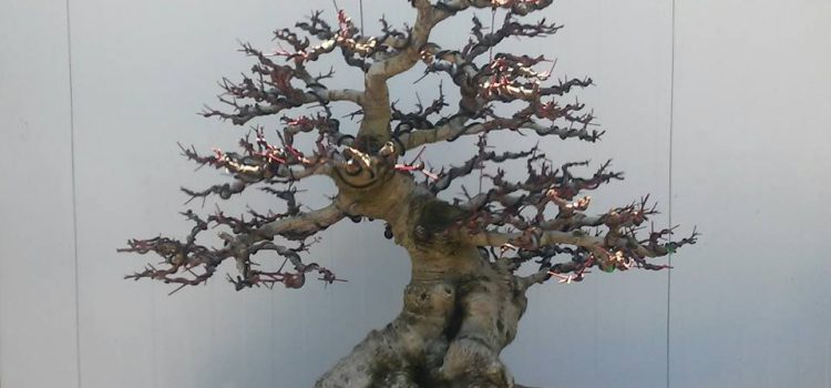 Garrofer
