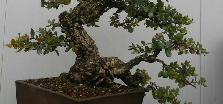 Quercus Suber