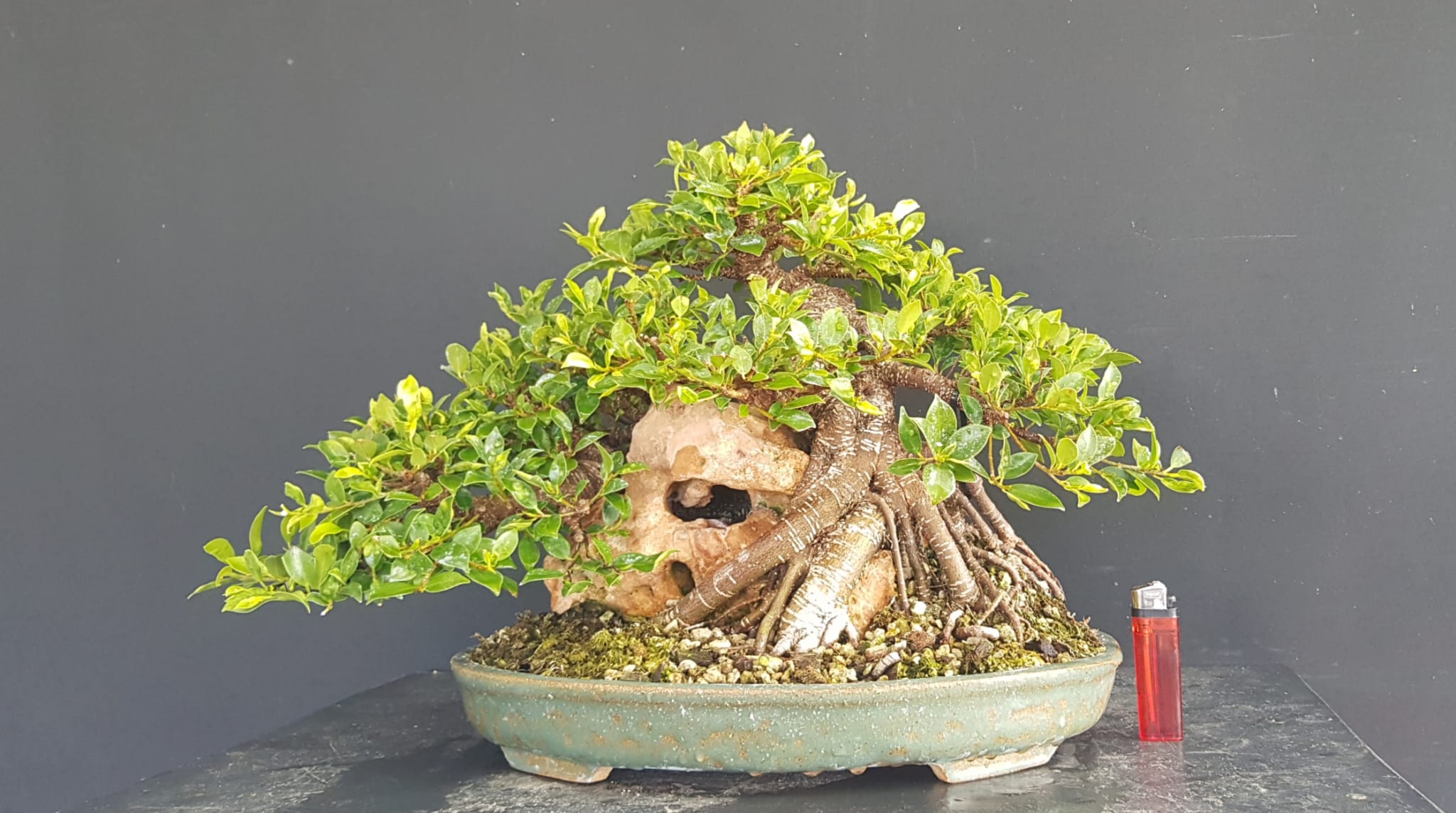Ficus Tyger Bark R2393