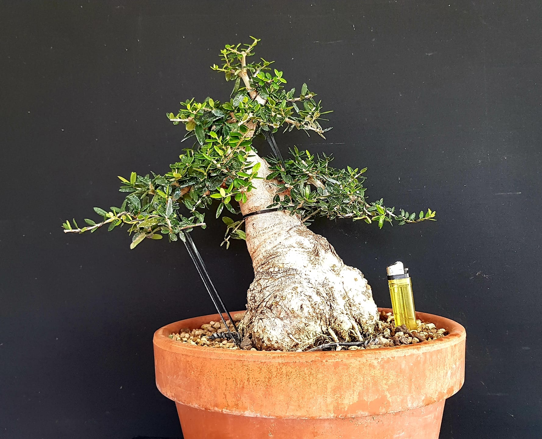 R24168 Frente 191125