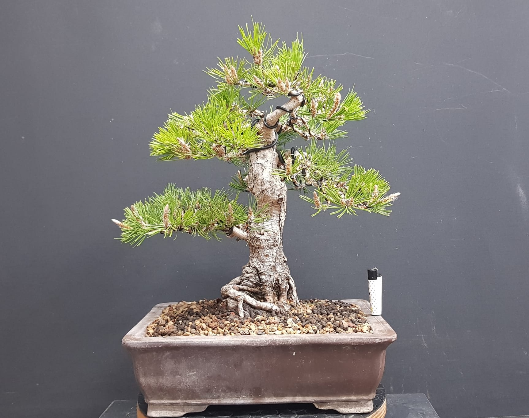 Pinus Thunbergii R2596
