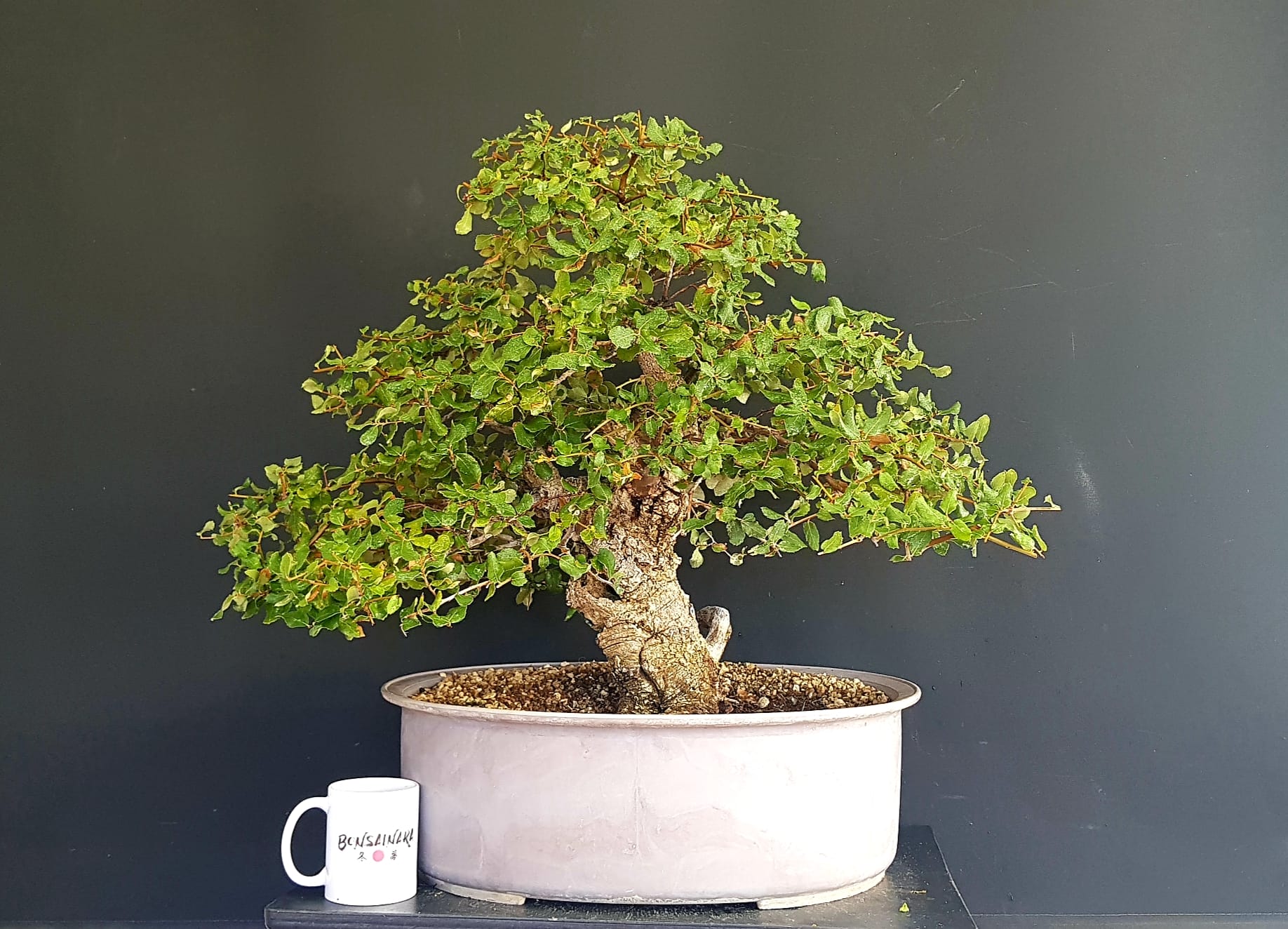 Quercus Suber R2236