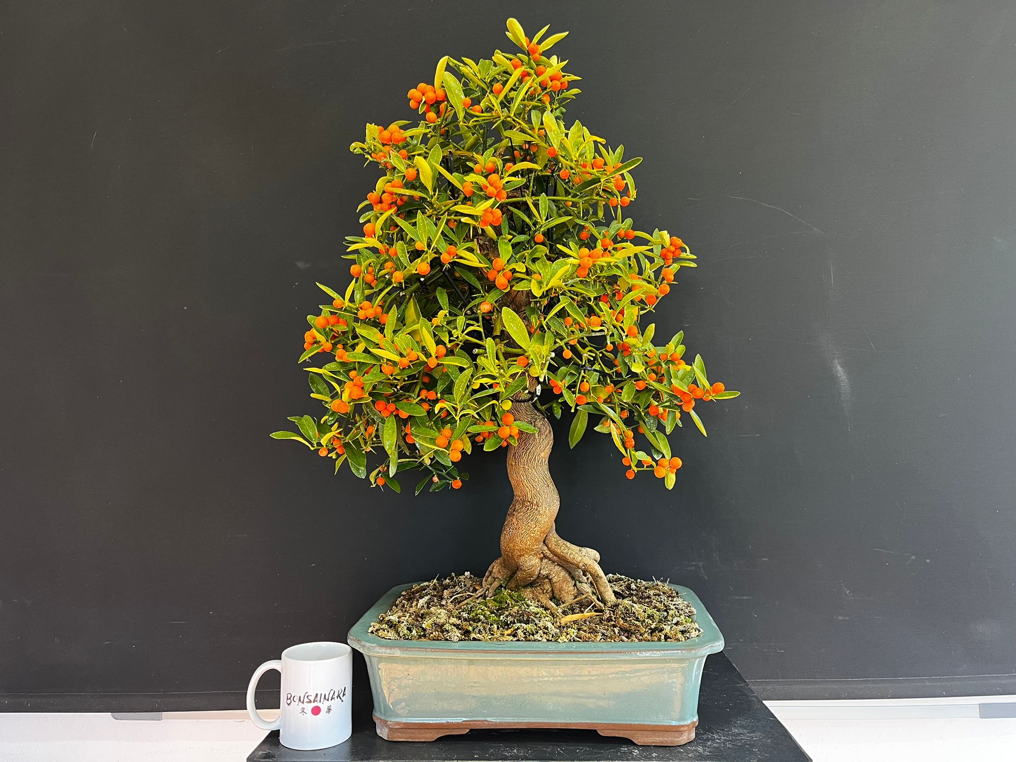 Fortunella Hindsii (Kinzu) R2450