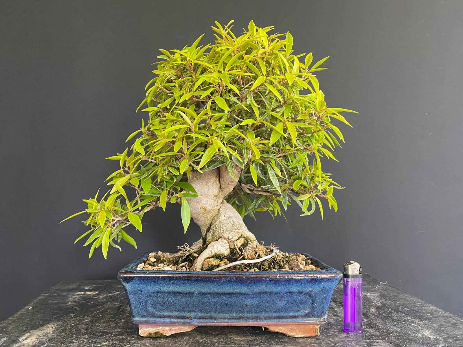Ficus Nerifolia R2462
