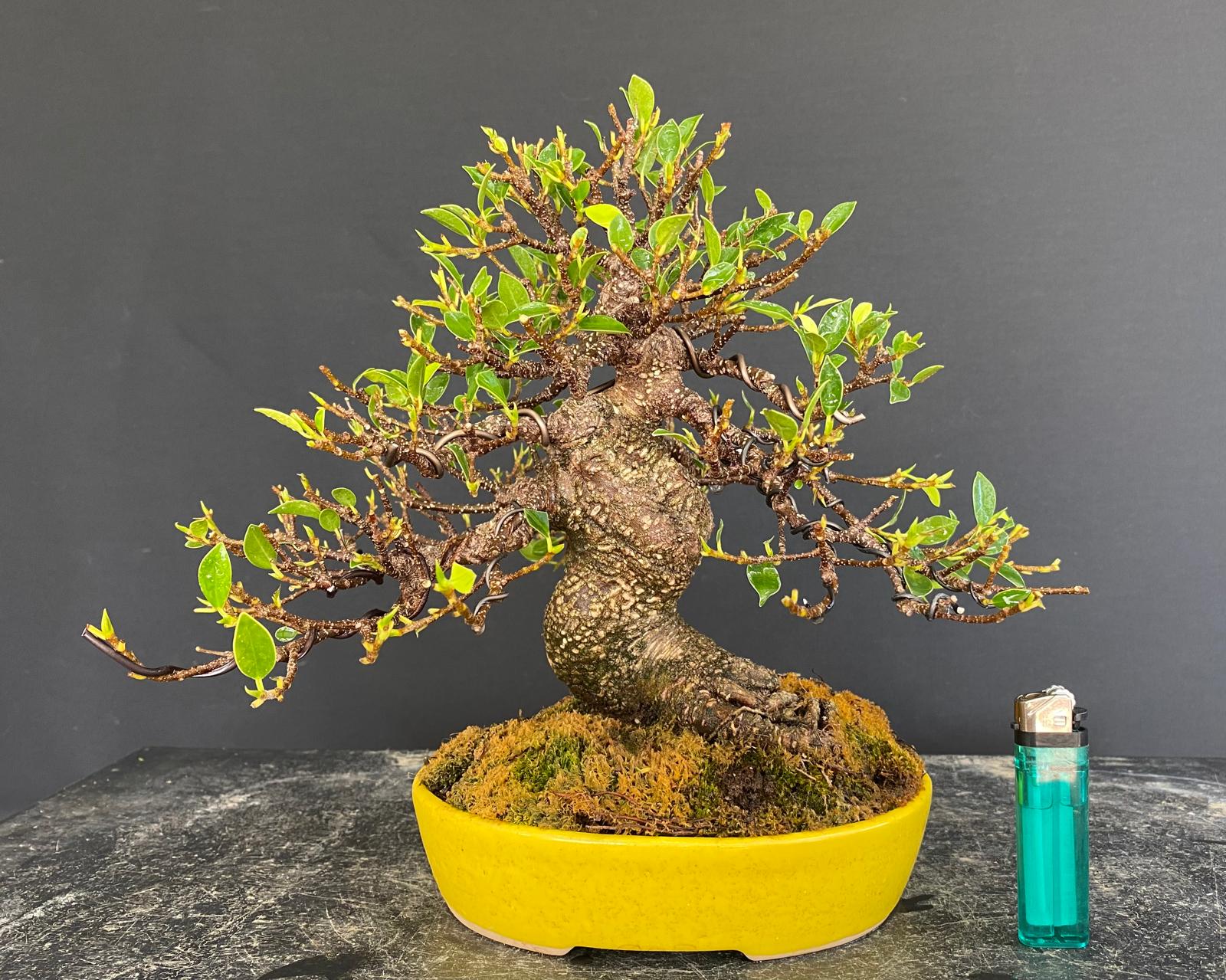 Ficus Tyger Bark R2394