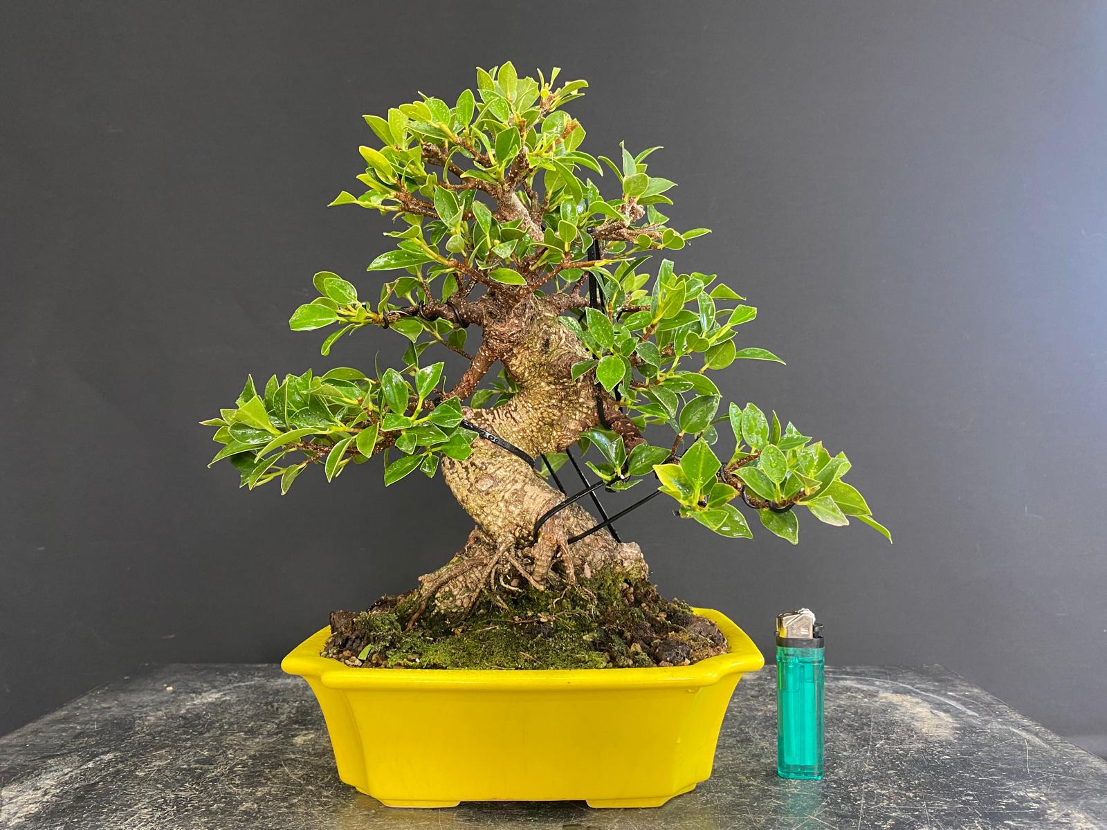 Ficus Tyger Bark R2395