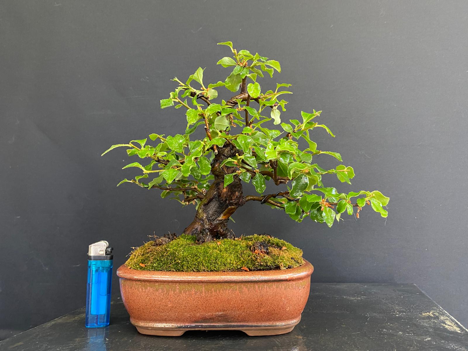 Pseudocydonia Sinensis R2602